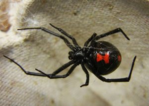 Black Widow Spider, Latrodectus mactans